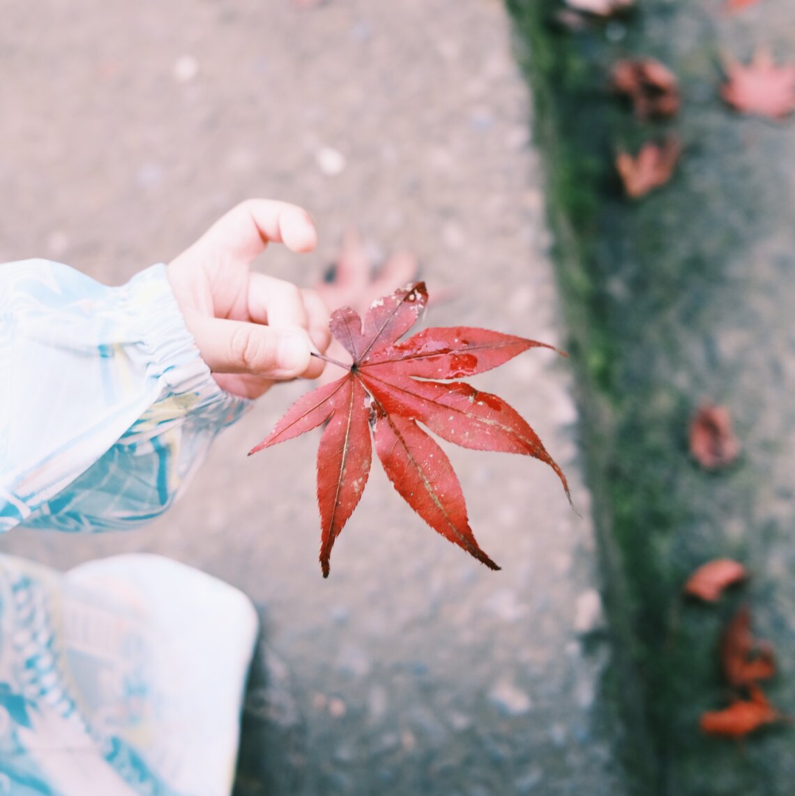 Maple Leaf