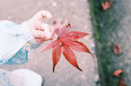 Maple Leaf