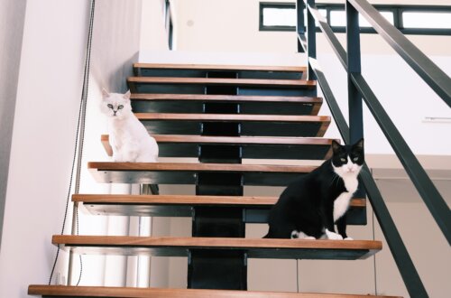 Two cats